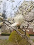 玉兰花