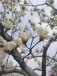 玉兰花