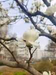 玉兰花