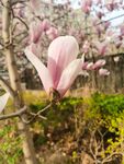 玉兰花