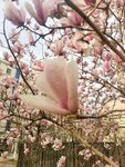 玉兰花