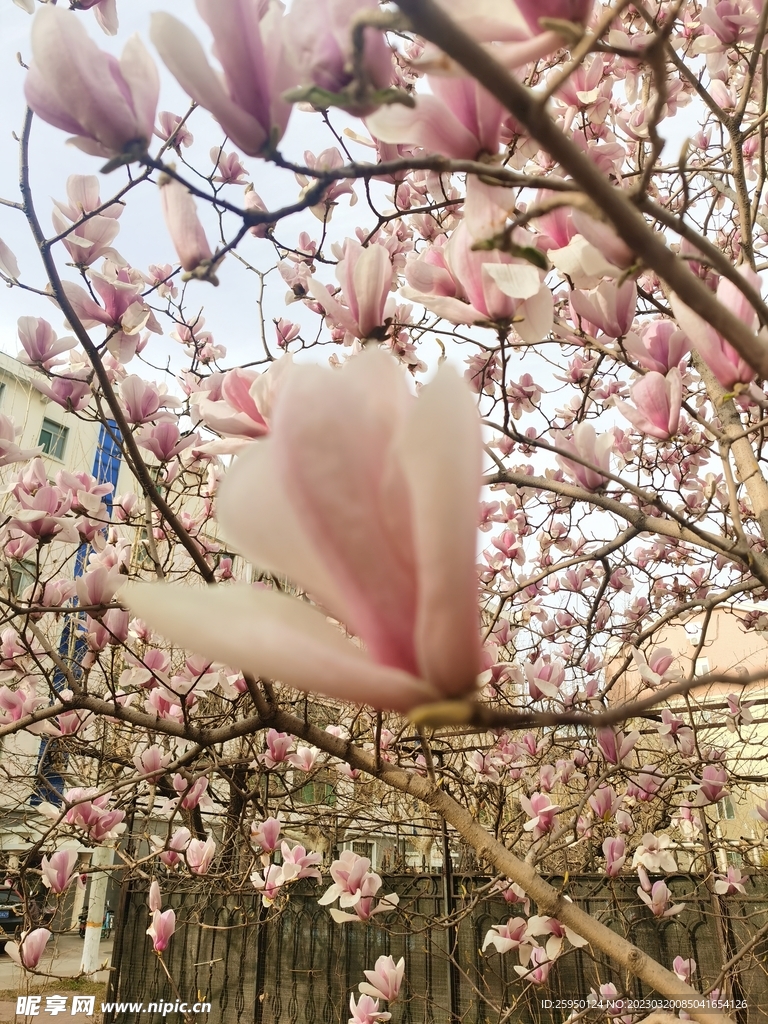 玉兰花