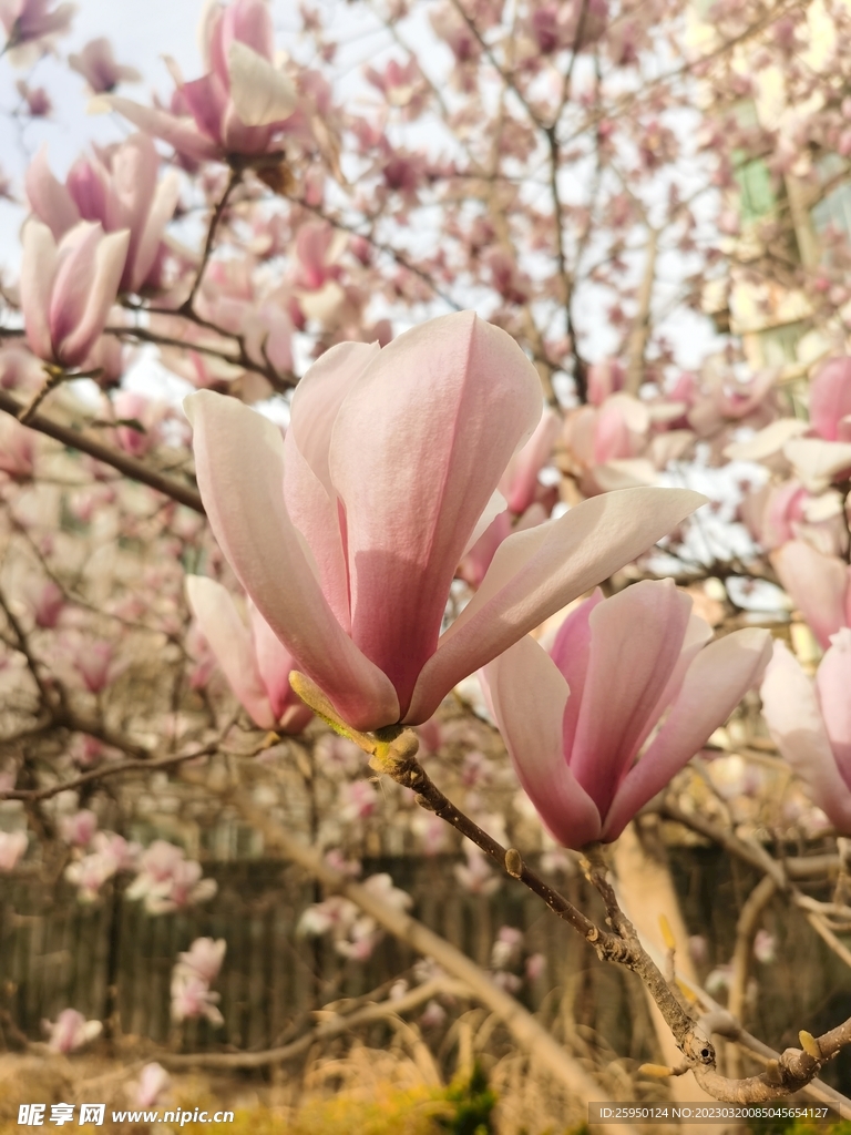 玉兰花