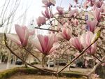 玉兰花