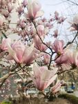 玉兰花