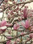 玉兰花