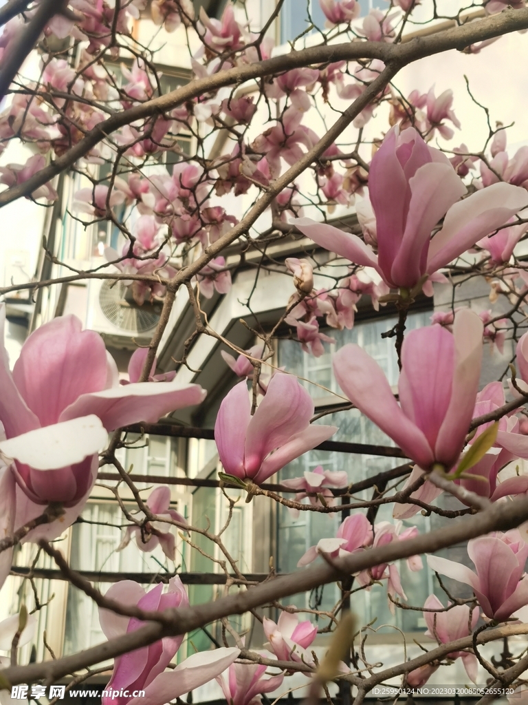 玉兰花