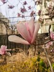 玉兰花