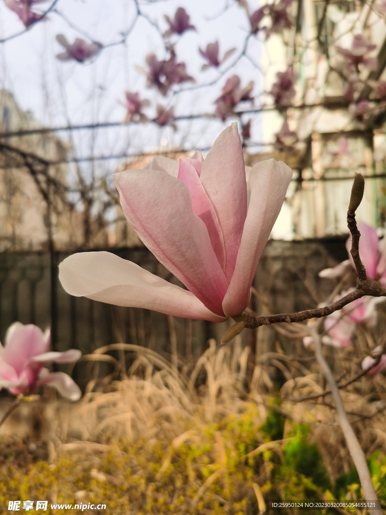 玉兰花