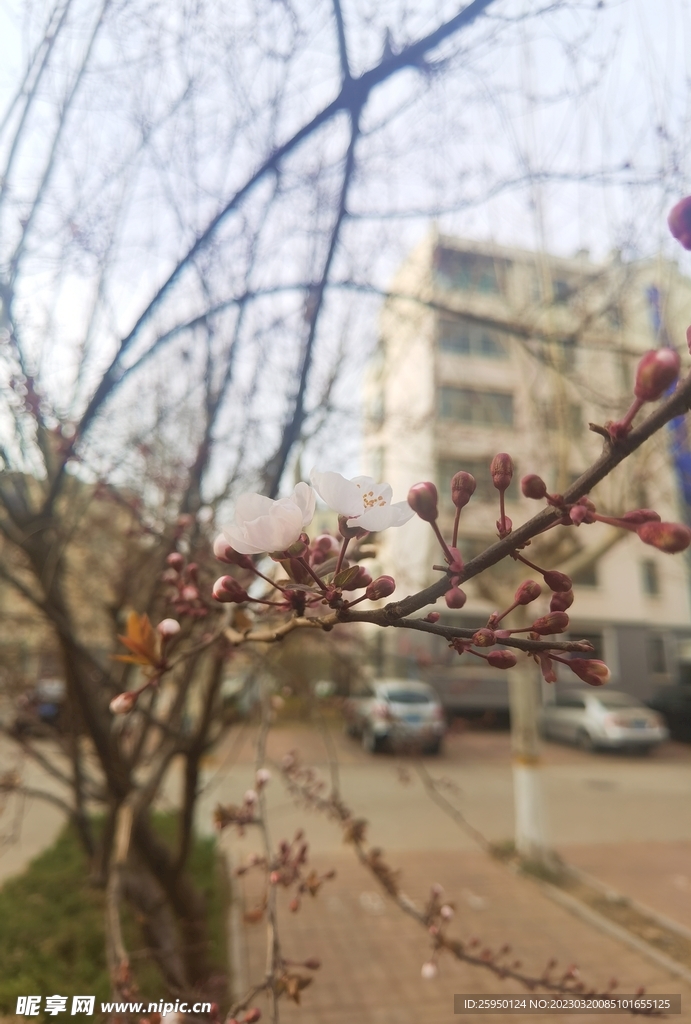 杏花