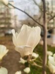 玉兰花