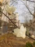 玉兰花