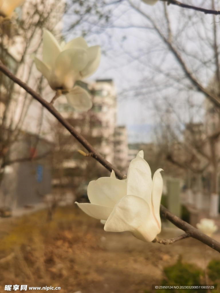 玉兰花