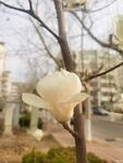玉兰花