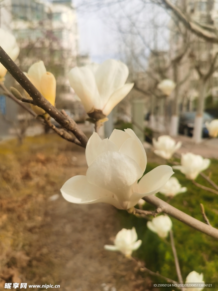 玉兰花