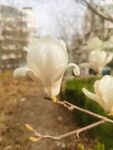 玉兰花