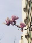玉兰花