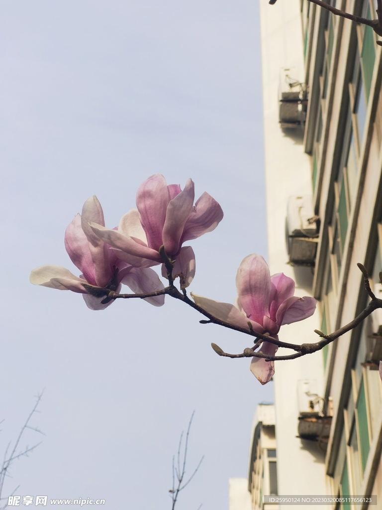 玉兰花