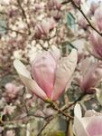 玉兰花