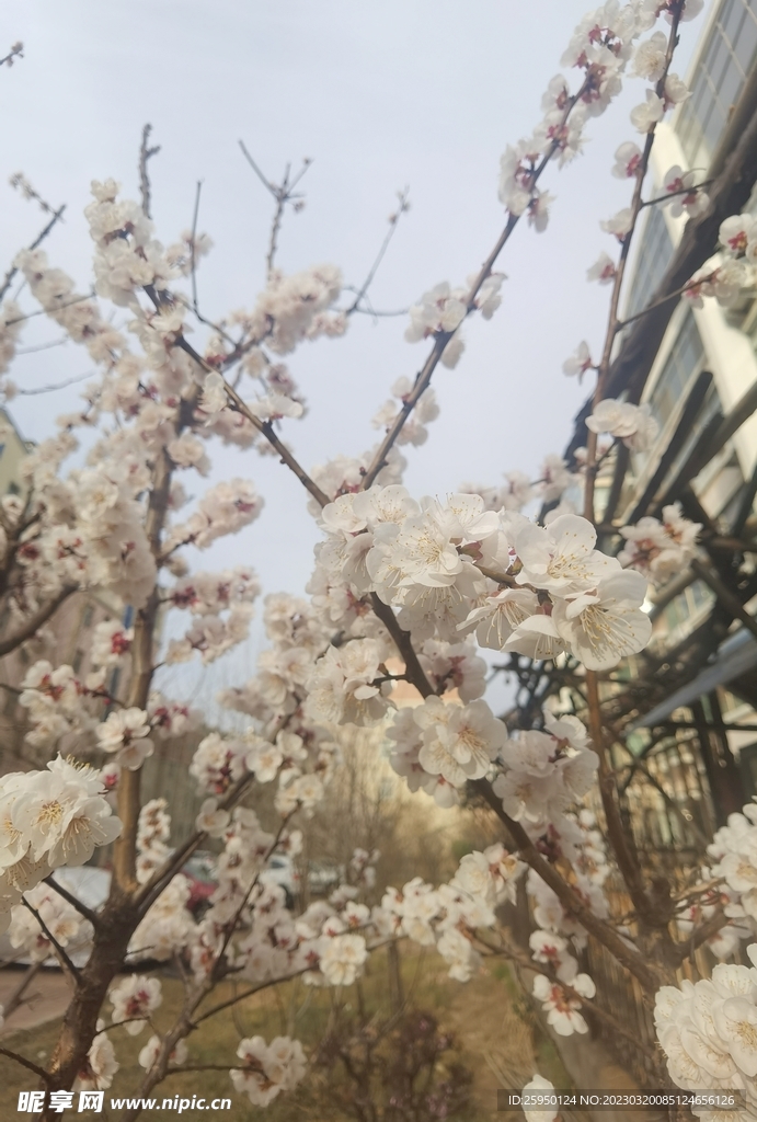 杏花