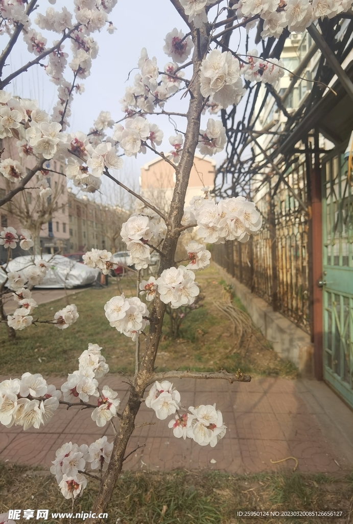 杏花