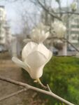 玉兰花