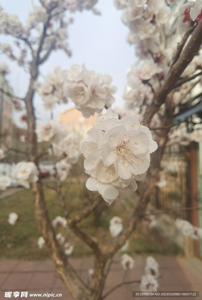 杏花