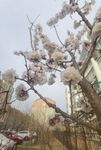杏花
