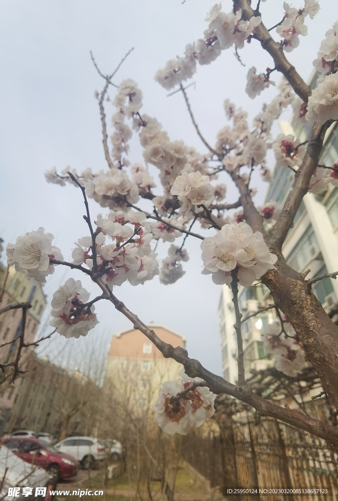 杏花