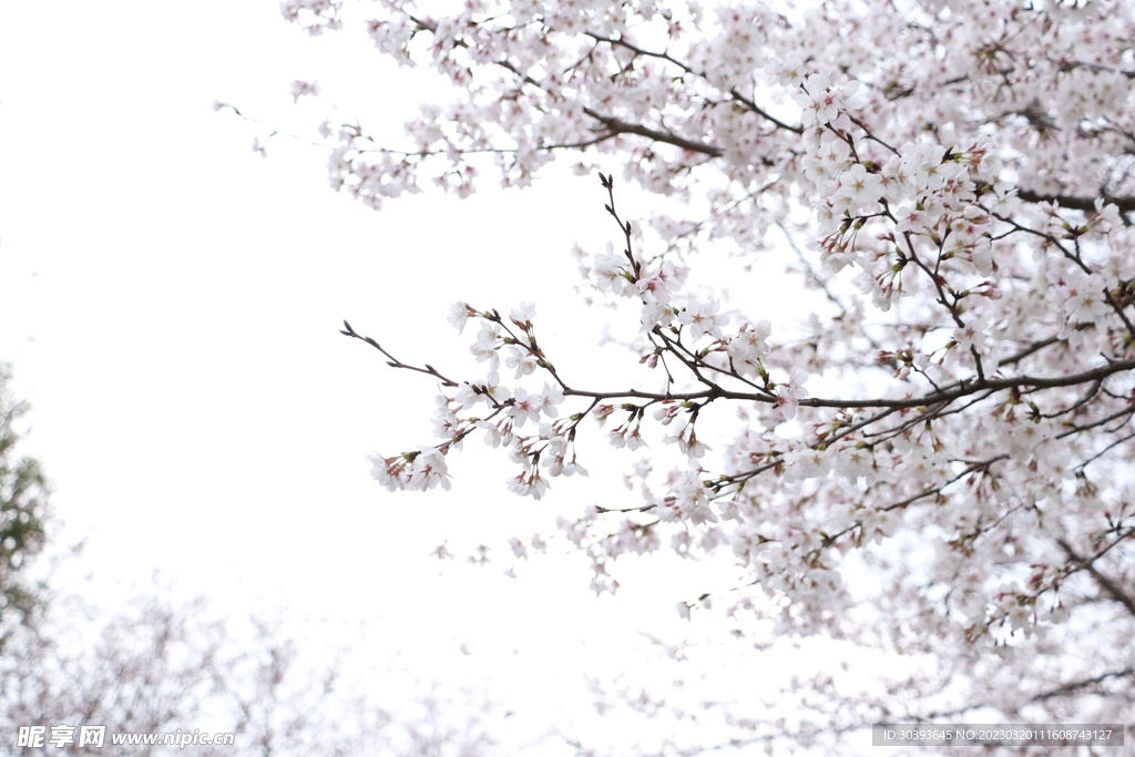 樱花