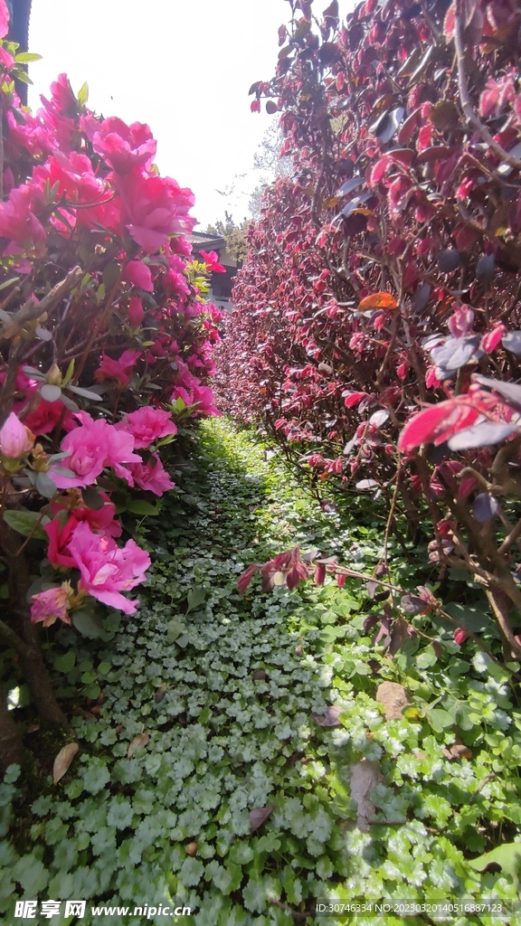 花丛