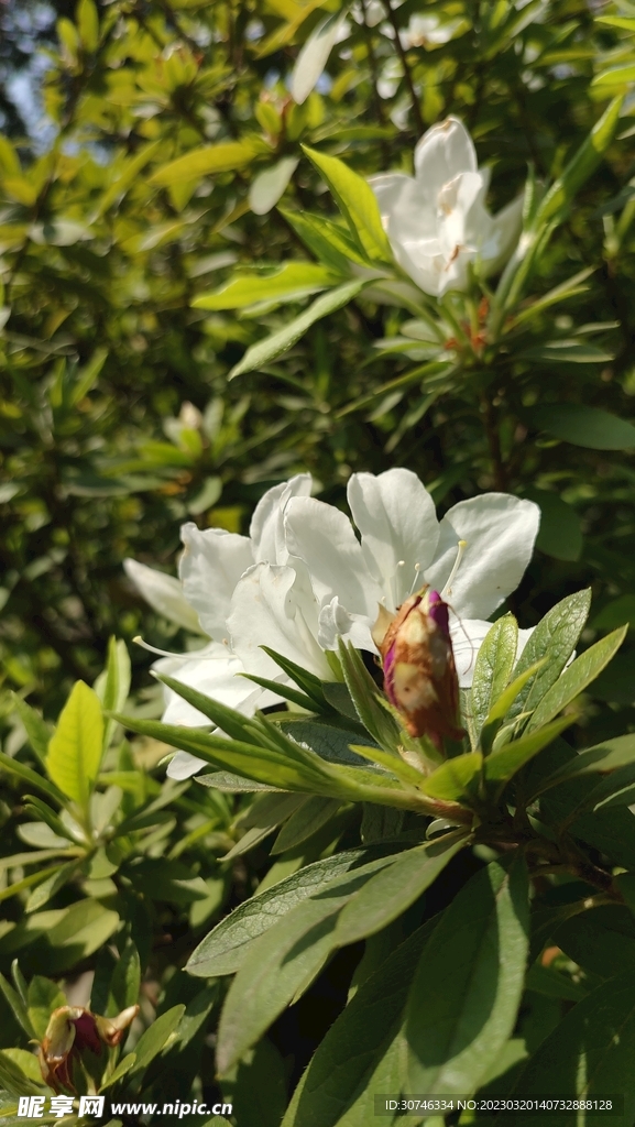 两朵白花