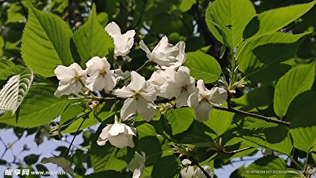 一枝白花