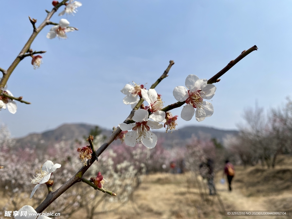 山东青岛李沧十梅庵公园