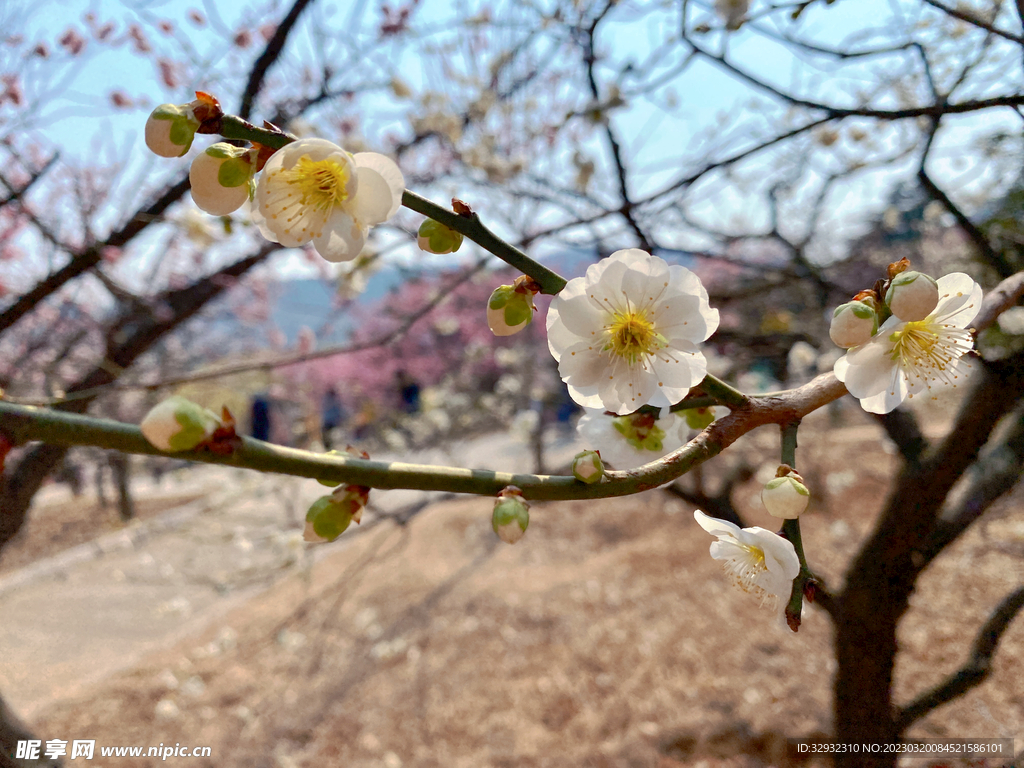 山东青岛李沧十梅庵公园