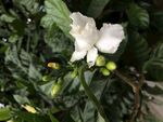 栀子花