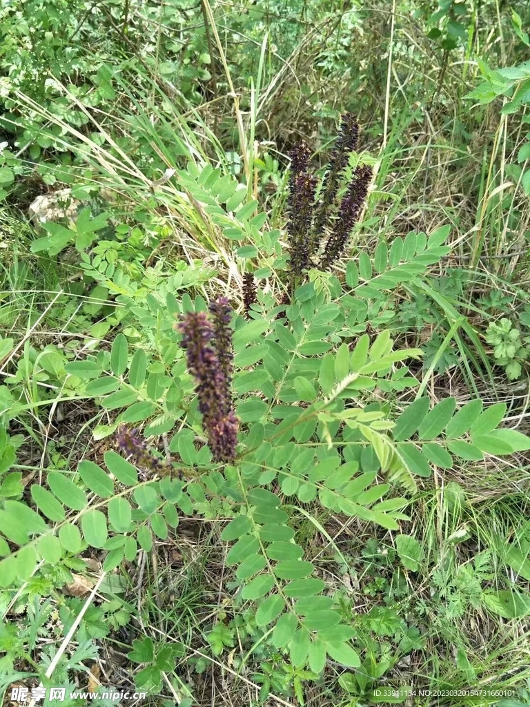 绿叶植物