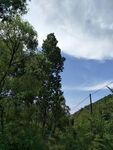 绿树