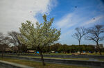 蠡湖公园    春天 柳树