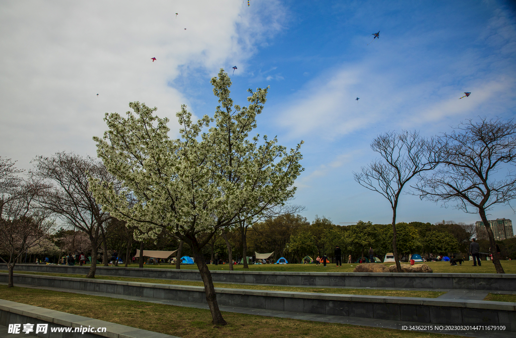 蠡湖公园    春天 柳树