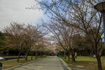 蠡湖公园 三月 春天樱花 梨花