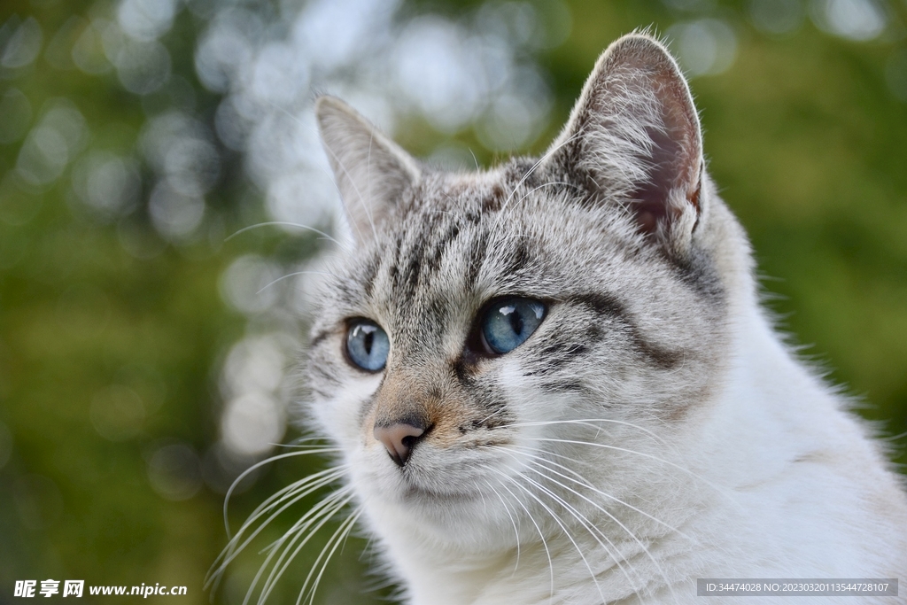 小猫