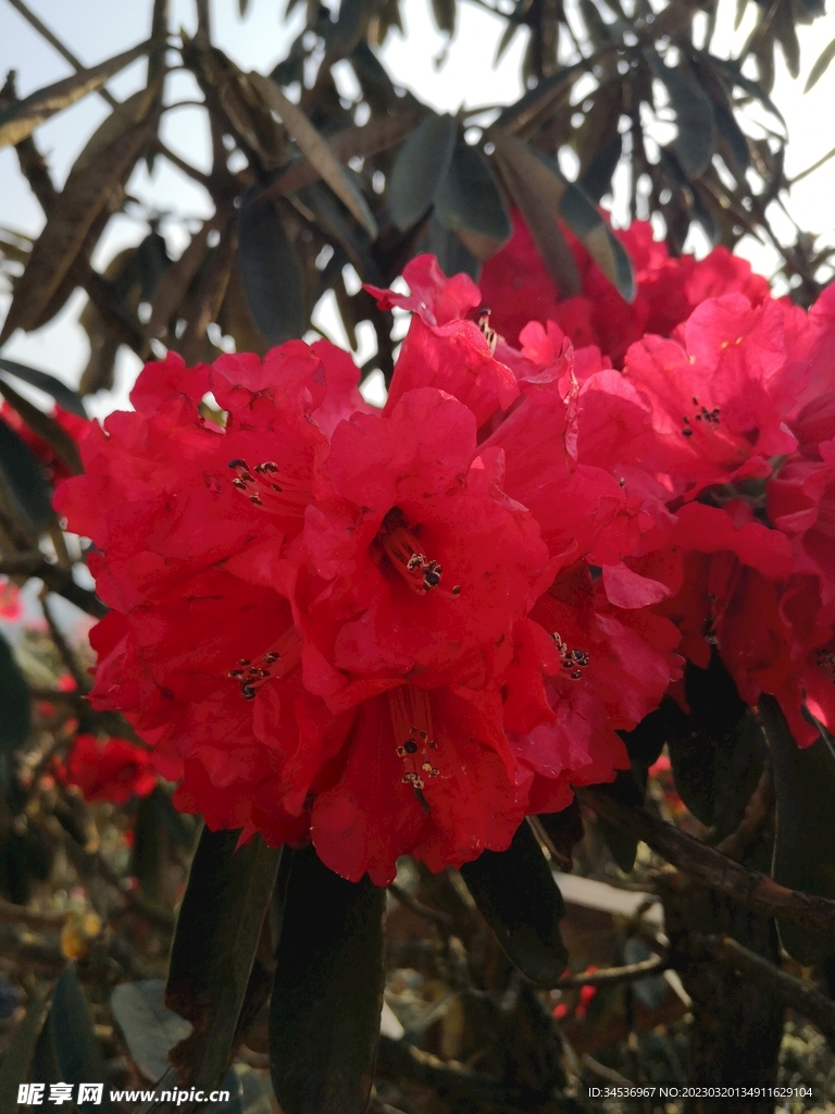 红色杜鹃花