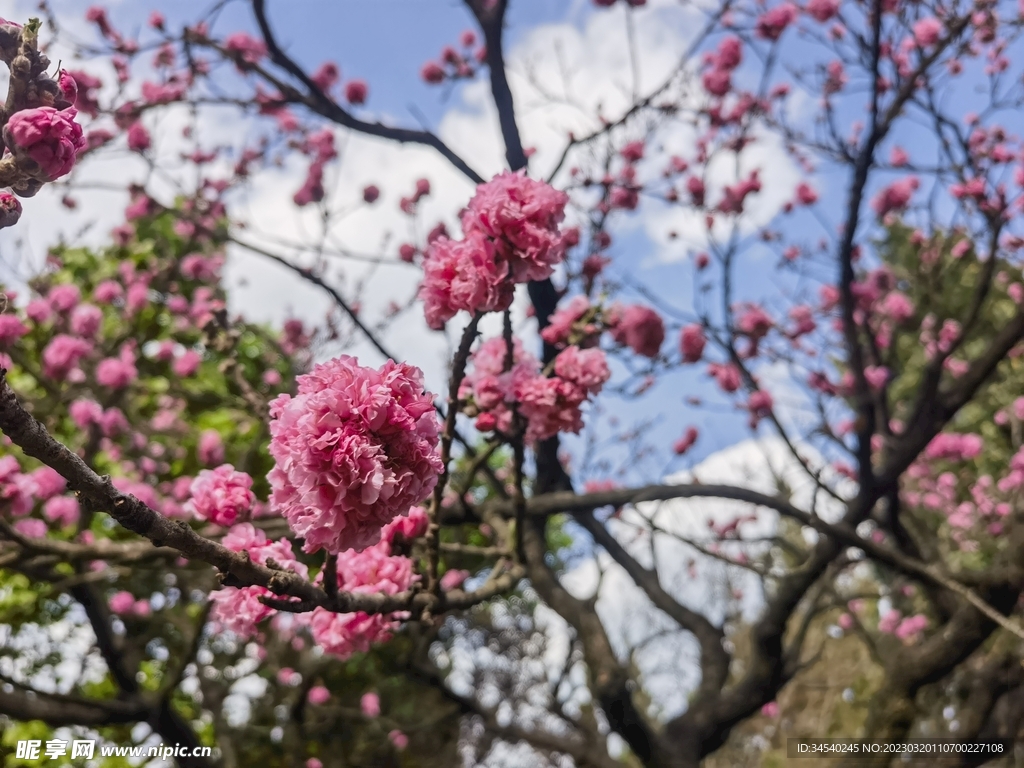 樱花