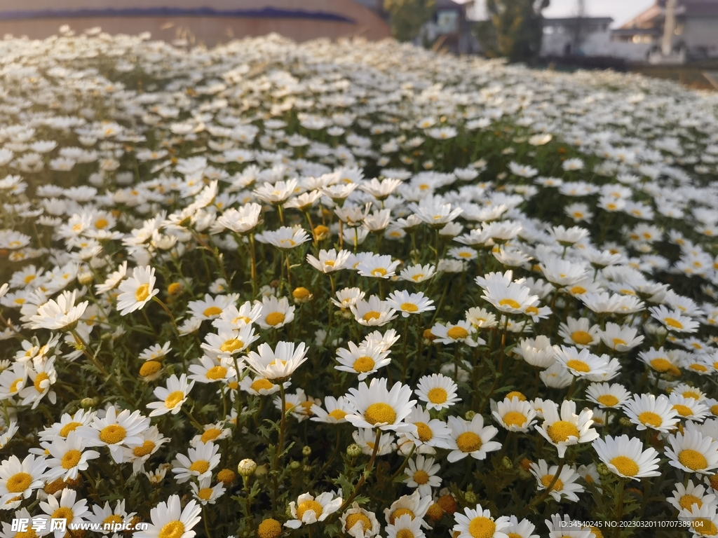 小白菊