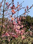 梅花  