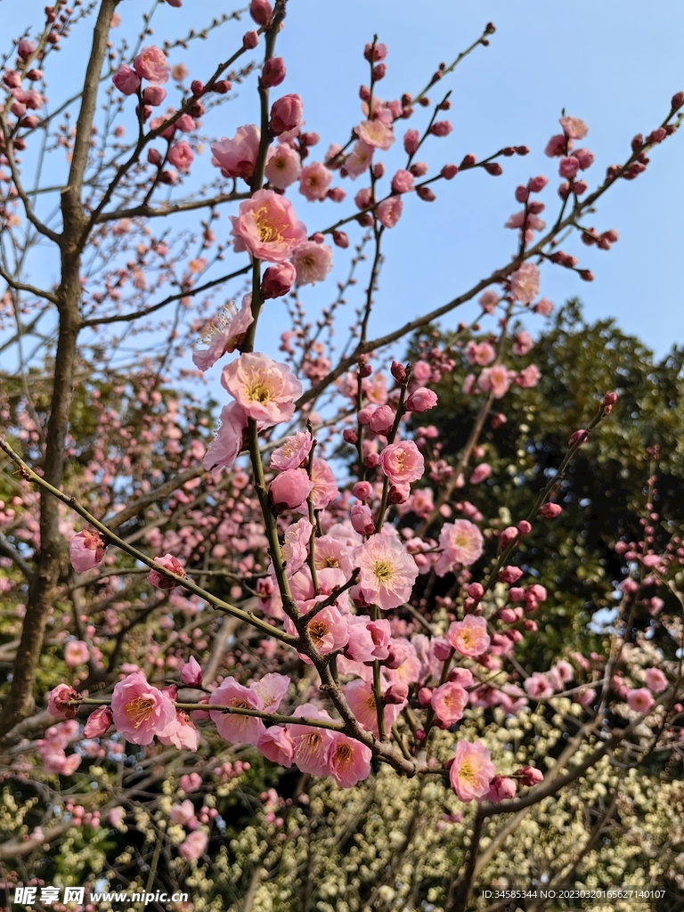梅花  