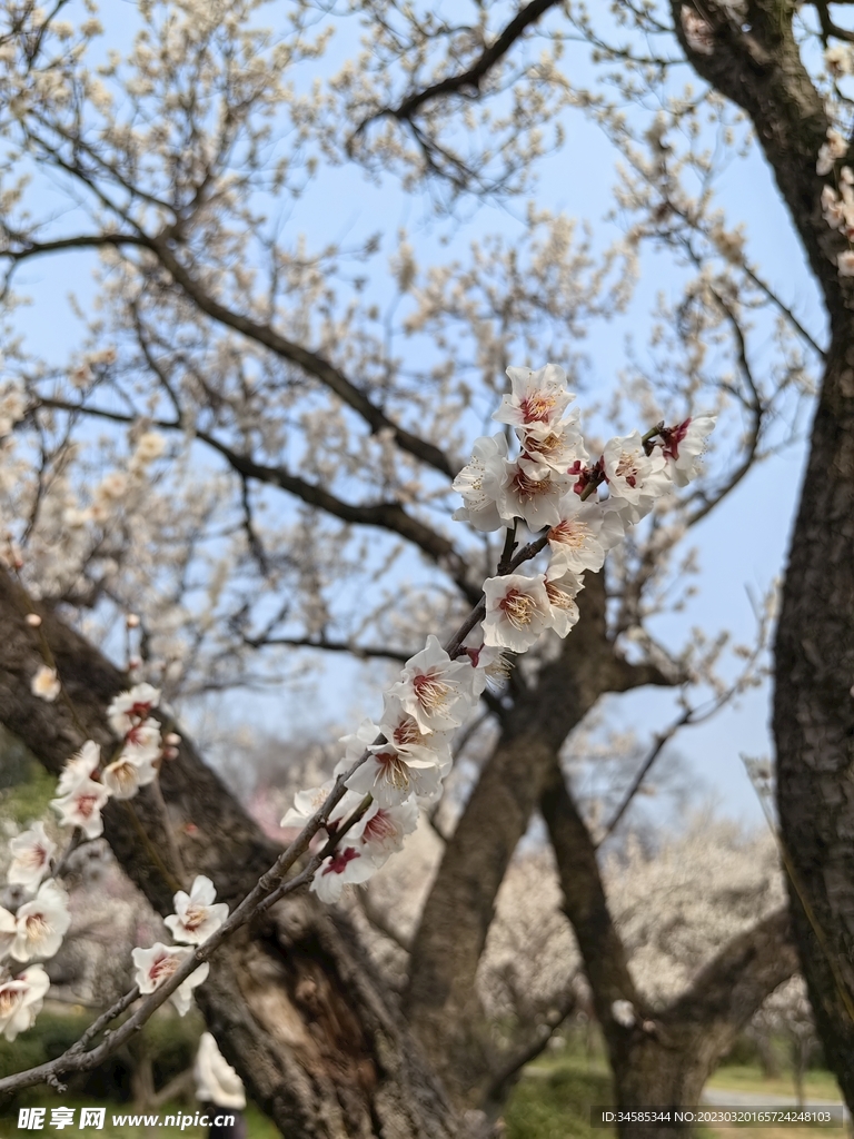 梅花