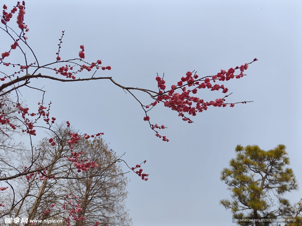 梅花