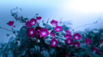 牵牛花